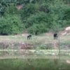 Les Bonobos